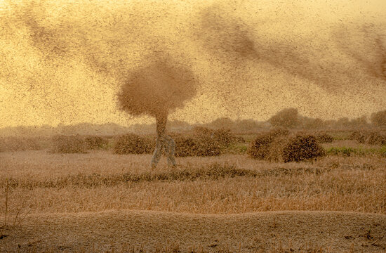View of a farmer operating a wheat thresher in a field, with golden chaff and grain particles filling the air during the golden hour in Multan, Punjab, Pakistan.