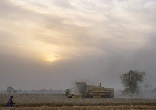 View of a combine harvester working in a wheat field at sunset with dust rising into the golden sky and a person walking in the foreground in Bahawalpur, Punjab, Pakistan.