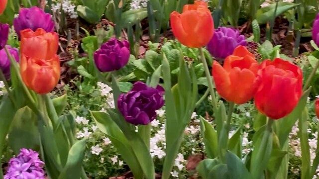 Springtime Renewal Concept: Close-Up Of Colorful Tulips And White Flowers In Bloom Representing Freshness, Growth And The Beauty Of Nature
