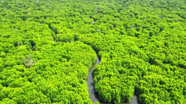 Aerial view of dense green mangrove forest with winding river flowing through the landscape in Pangkalan Susu, North Sumatra, Indonesia.