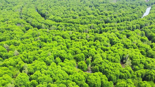 Aerial view of a dense mangrove forest with winding waterways flowing through the vibrant green canopy in Pangkalan Susu, North Sumatra, Indonesia.