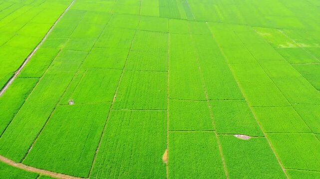 Aerial view of vibrant green rice paddy fields arranged in a geometric grid pattern across the rural landscape of Pangkalan Susu, North Sumatra, Indonesia.