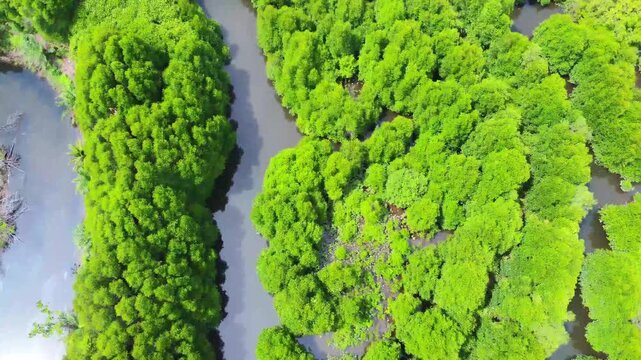 Aerial view of a winding river flowing through a dense mangrove forest with lush green vegetation in Pangkalan Susu, North Sumatra, Indonesia.