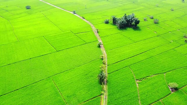 Aerial view of lush green rice paddies with a dirt path and palm trees in Pangkalan Susu, North Sumatra, Indonesia.