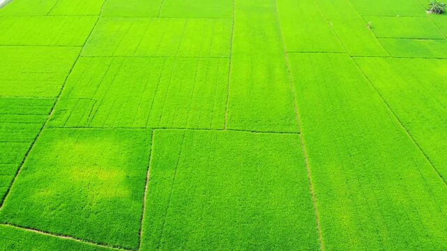 Aerial view of vibrant green rice paddies with geometric field patterns in Pangkalan Susu, North Sumatra, Indonesia.