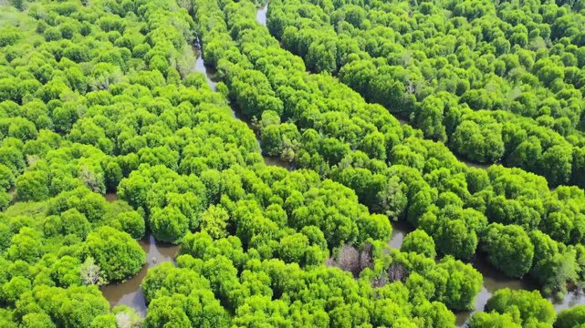 Aerial view of dense mangrove forest with lush green canopy and winding waterways in Pangkalan Susu, North Sumatra, Indonesia.