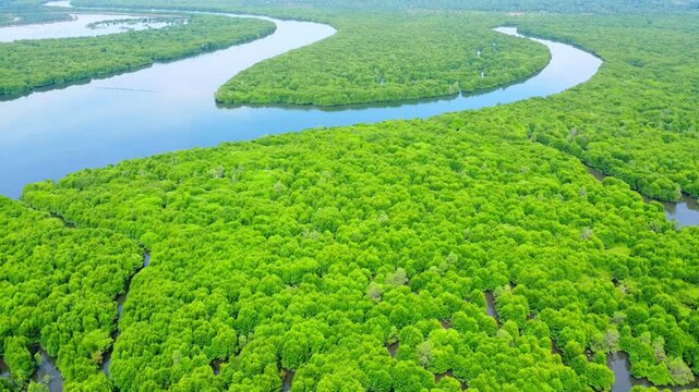 Aerial view of lush mangrove forest and winding river flowing through the wetlands in Pangkalan Susu, North Sumatra, Indonesia.