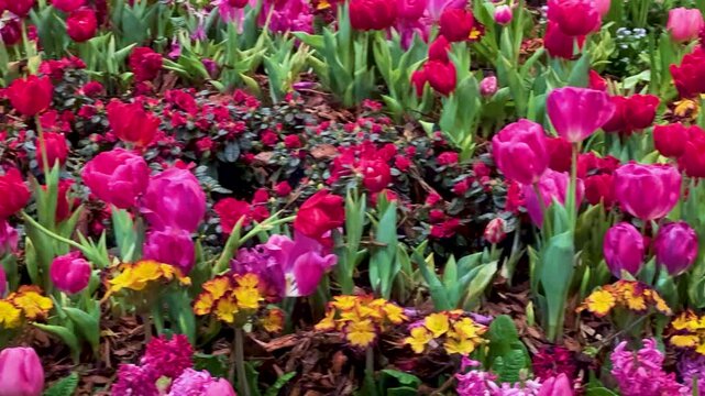 Spring Awakening Concept: 4K Close-Up Of Colorful Tulip Garden With Hyacinths And Primroses.