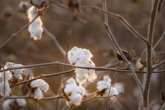View of fluffy white cotton bolls ripening on branches in a field during golden hour in Multan, Punjab, Pakistan.