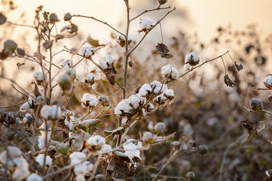 View of fluffy white cotton bolls ready for harvest in the fields at sunset in Multan, Punjab, Pakistan.