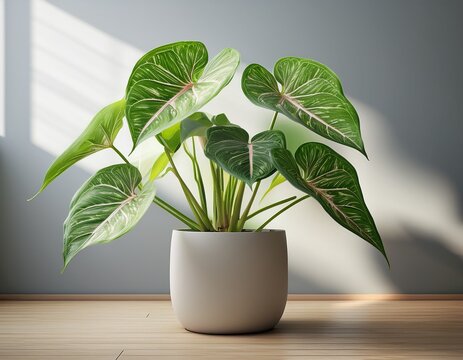 caladium plant houseplant indoor plant
