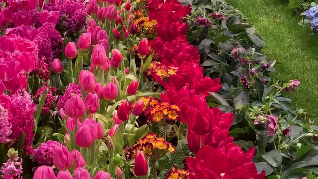 Springtime Floral Abundance Concept: 4K Video Of Rows Of Colorful Tulips And Other Flowers In Bloom as Gardening, Nature And Seasonal Content
