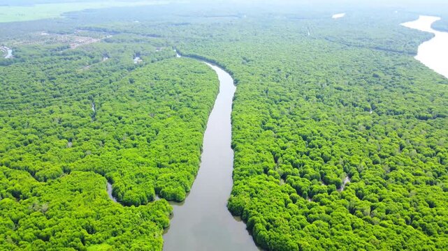 Aerial view of a winding river flowing through a lush green mangrove forest in the tropical landscape, Pangkalan Susu, North Sumatra, Indonesia.