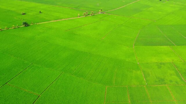 Aerial view of lush green rice fields with geometric patterns and scattered palm trees in Pangkalan Susu, North Sumatra, Indonesia.