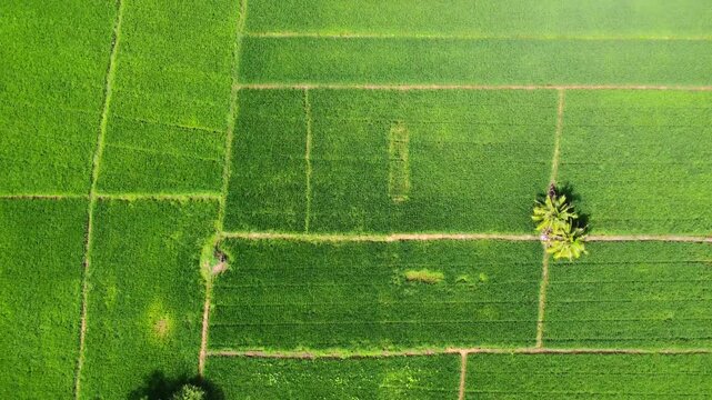 Aerial view of lush green rice fields with palm trees in Pangkalan Susu, North Sumatra, Indonesia.