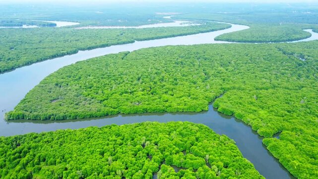 Aerial view of lush green mangrove forest with a winding river flowing through the dense vegetation in Pangkalan Susu, North Sumatra, Indonesia.