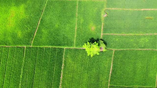 Aerial view of vibrant green rice paddies with a solitary tree in the center, showcasing geometric agricultural patterns in Pangkalan Susu, North Sumatra, Indonesia.