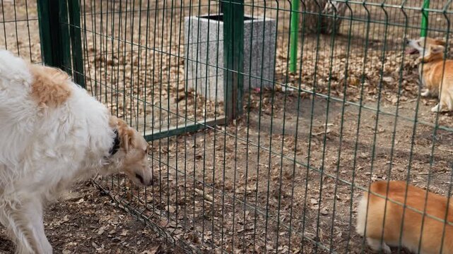 Large white dog with brown patches interacts through green wire fence observing and moving towards smaller dogs on other side. Smaller light colored puppies play within their fenced area