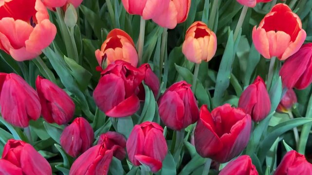 Romance And Valentine's Day Concept: Close-Up Of Many Red Tulips In Full Bloom tilting to show many more colorful flowers