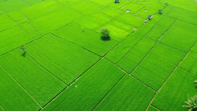 Aerial view of vibrant green rice fields with geometric irrigation patterns and scattered trees in Pangkalan Susu, North Sumatra, Indonesia.