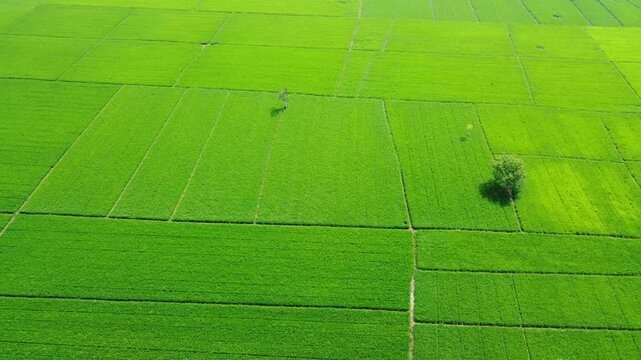 Aerial view of lush green rice fields with geometric patterns and scattered trees in Pangkalan Susu, North Sumatra, Indonesia.
