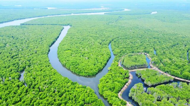 Aerial view of lush green mangrove forest with winding river channels in Pangkalan Susu, North Sumatra, Indonesia.
