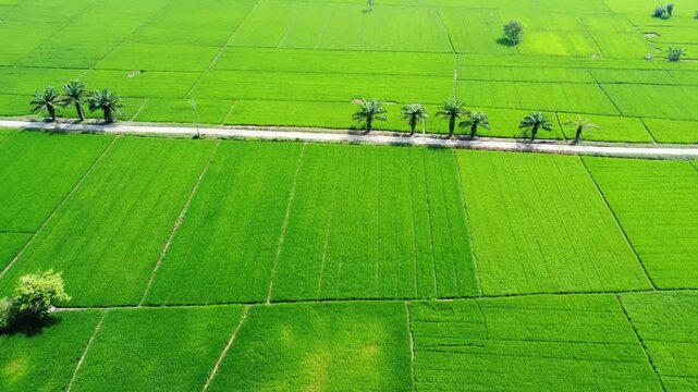 Aerial view of vibrant green rice fields with palm trees lining a rural road in Pangkalan Susu, North Sumatra, Indonesia.