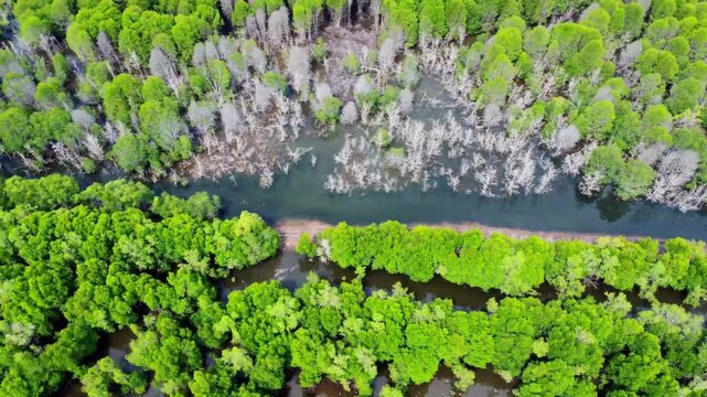 Aerial view of a lush mangrove forest with a winding waterway flowing through the dense green canopy and dead trees in Pangkalan Susu, North Sumatra, Indonesia.