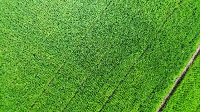 Aerial view of vibrant green rice fields with irrigation patterns in Pangkalan Susu, North Sumatra, Indonesia.
