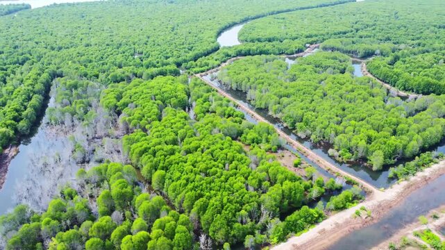 Aerial view of lush green mangrove forest with winding waterways and coastal ponds in Pangkalan Susu, North Sumatra, Indonesia.