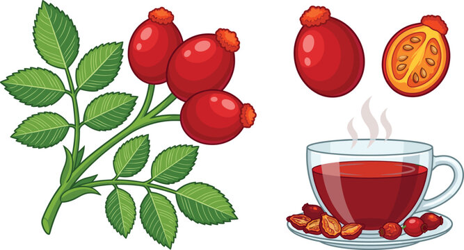 Rose hip vector illustration set with fresh berries, leaves, half section, and hot herbal tea cup, isolated white background