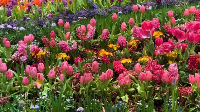 Spring Abundance Concept: 4K Video Of Colorful Tulips, Hyacinths And Pansies In A Flowerbed, Representing Renewal, Growth And Floral Beauty