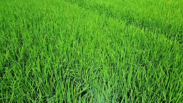 Aerial view of lush green rice fields swaying in the breeze in the agricultural landscape of Pangkalan Susu, North Sumatra, Indonesia.