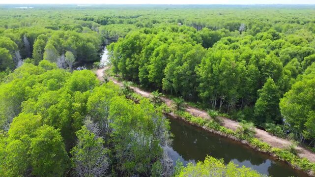 Aerial view of lush mangrove forest with winding water channels and dirt paths in the wetlands of Pangkalan Susu, North Sumatra, Indonesia.
