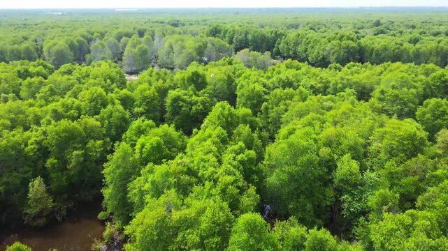 Aerial view of dense mangrove forest with winding waterways and lush green foliage in Pangkalan Susu, North Sumatra, Indonesia.
