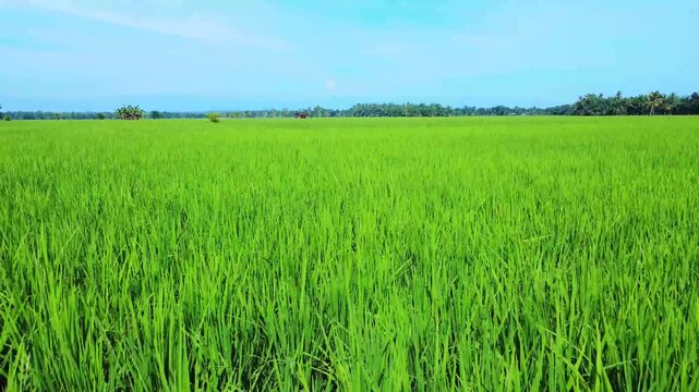 Aerial view of a lush green rice field with vibrant crops under a clear blue sky in Pangkalan Susu, North Sumatra, Indonesia.