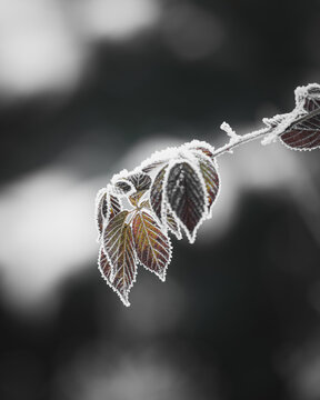frozen leafes