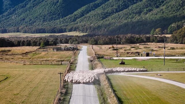 Aerial view of a large sheep flock being herded along a rural gravel road by a farmer on a quad bike in Murchison, Tasman Region, New Zealand.