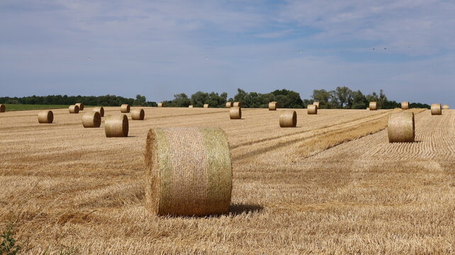 Agriculture en Champagne Ardenne, ballots / bottes de paille destin&eacute;s au fourrage, diss&eacute;min&eacute;s dans un champ de bl&eacute;, paysage de campagne apr&egrave;s la moisson en &eacute;t&eacute; (France)