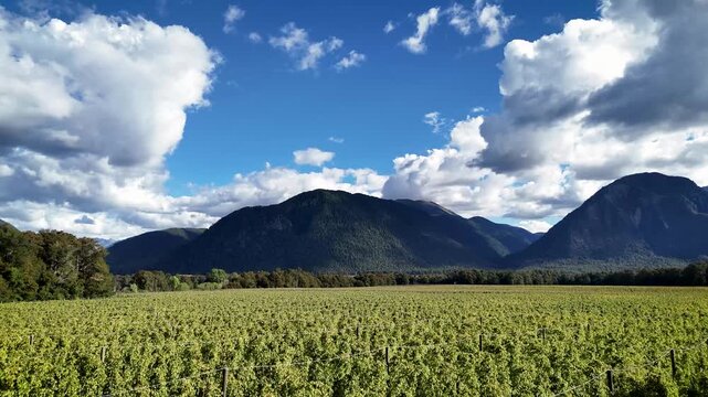 Aerial view of a hop farm with rows of green plants set against a backdrop of mountains under a blue sky with clouds in Murchison, Tasman Region, New Zealand.
