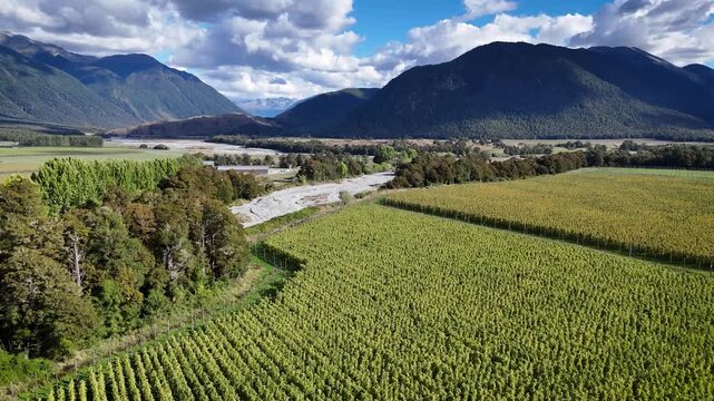 Aerial view of hop farm with rows of crops, lush trees, and mountains in the background near Murchison, Tasman Region, New Zealand.