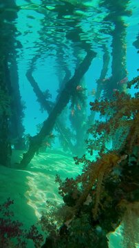 Vertical footage, Forward movement, colorful soft corals hang in clusters from support of dock in sunbeams, Slow motion of Soft Coral Dendronephthya hangs in from pier on sunrays
