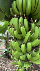 bunch of bananas © Artjom