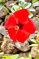 red hibiscus flower © Artjom