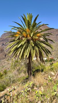palm tree in the desert