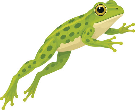 Green Frog Side View Vector Illustration