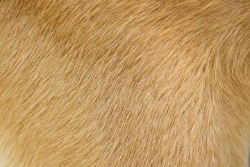 Golden brown short dog fur texture background close up © eliyashevskiy