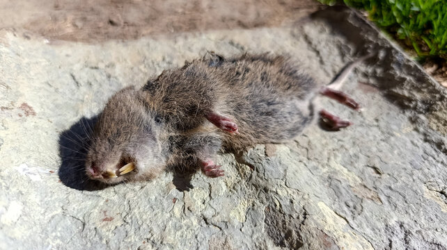 Dead rat rodent pest lying on outdoor stone ground showing teeth
