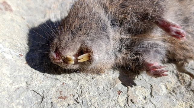 Sharp incisor teeth of dead rat rodent close up macro