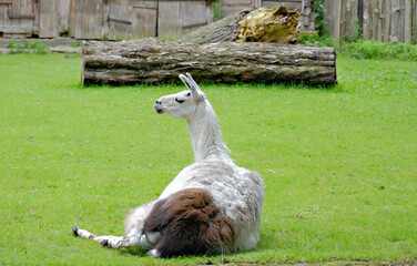 A white llama lies on the green grass with a wooden fence and a tree trunk in the background. A resting farm animal in a meadow. A wildlife concept for a zoo and animal care. © ludmila